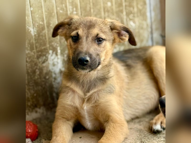 GOOFY - Neugieriger Bub sucht liebevolles Zuhause