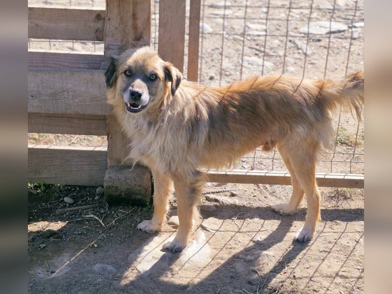 DUKE - 45-50cm, sehr freundlich und aufgeschlossen
