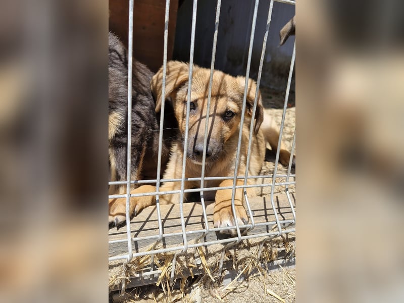GOOFY - Neugieriger Bub sucht liebevolles Zuhause