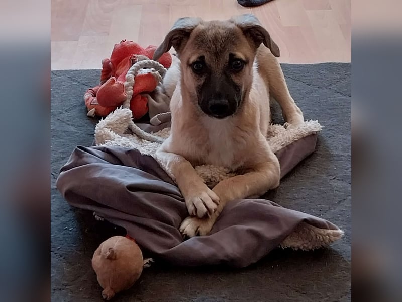 TOMMY - Neugieriger Bub wartet in 74653 Ingelfingen auf Besuch