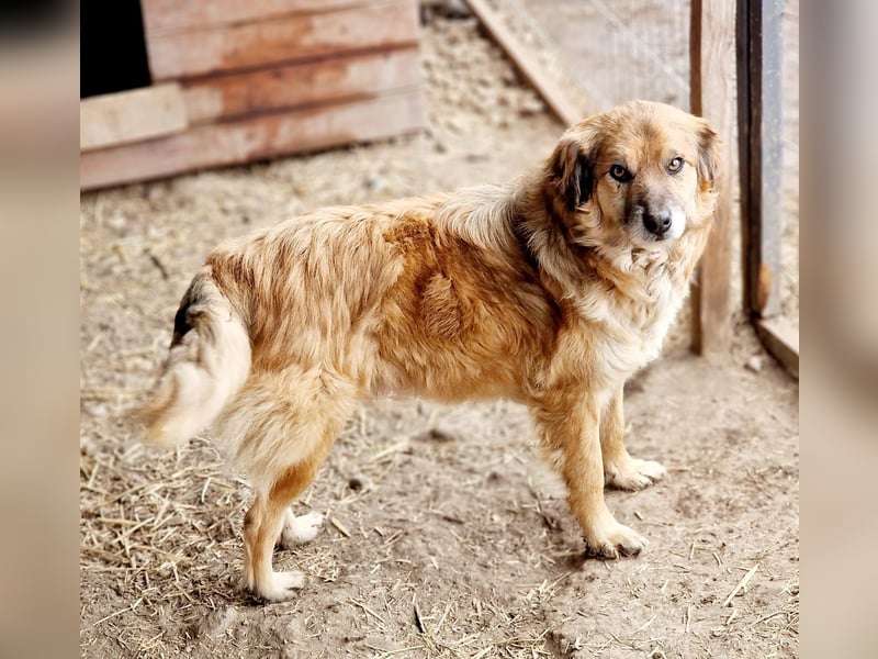 DUKE - 45-50cm, sehr freundlich und aufgeschlossen