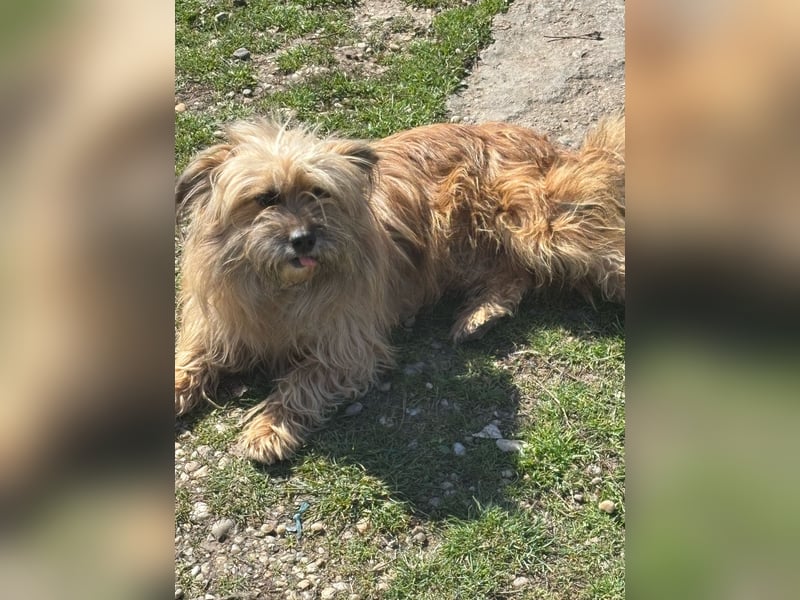 MATEI - freundlicher Wuschelbub sucht Fürimmerzuhause