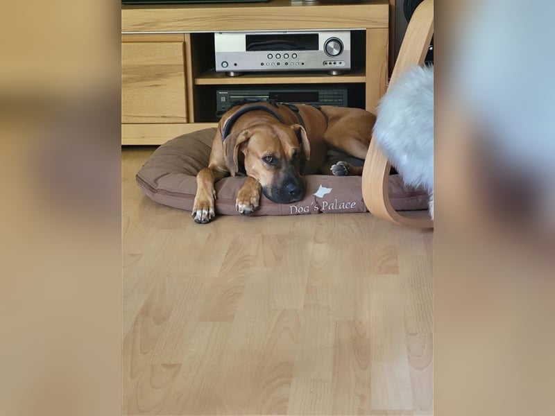 FILOS sucht ein Zuhause