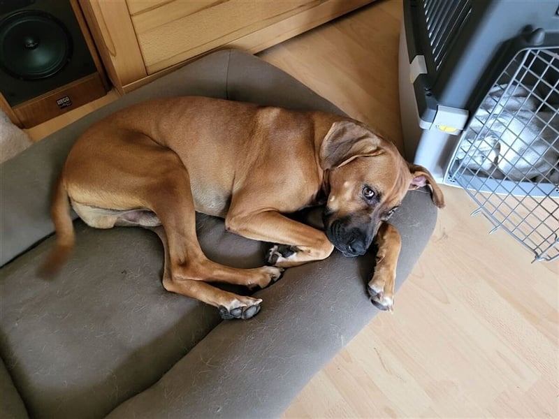 FILOS sucht ein Zuhause