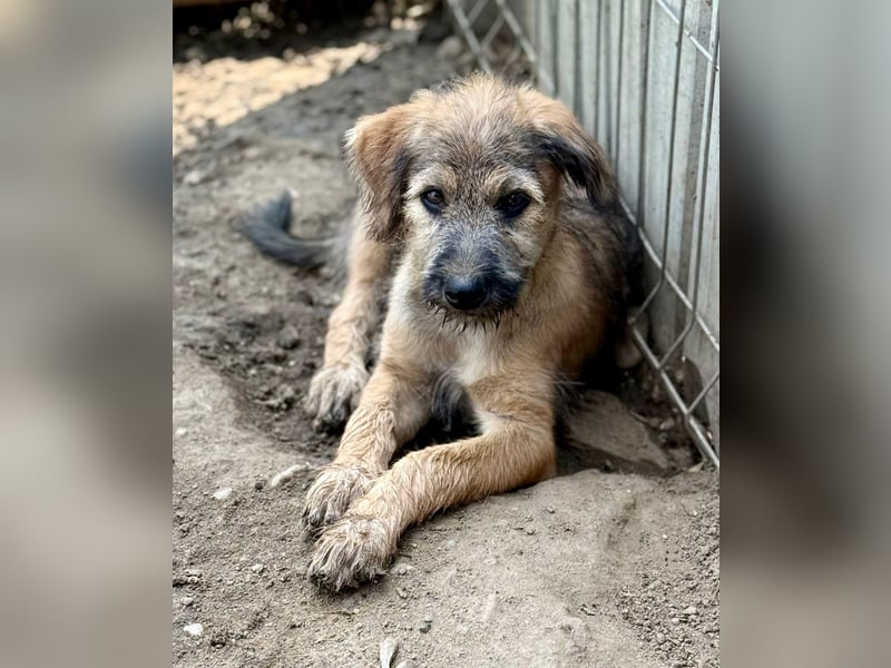 TUCKER - Freundlicher Bub sucht seine Würstchengeber