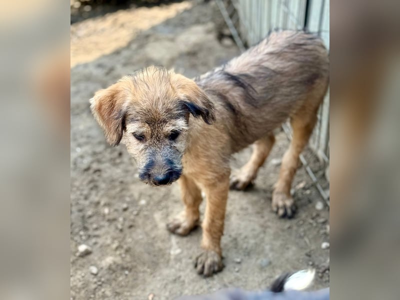TUCKER - Freundlicher Bub sucht seine Würstchengeber