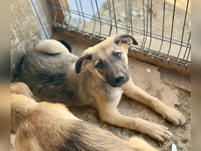 THORIN - neugieriger und freundlicher Bub wartet in 06242 Braunsbedra auf euren Besuch!