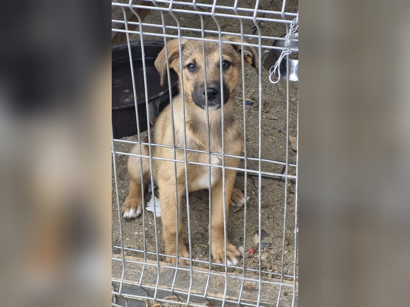 GOOFY - Neugieriger Bub sucht liebevolles Zuhause