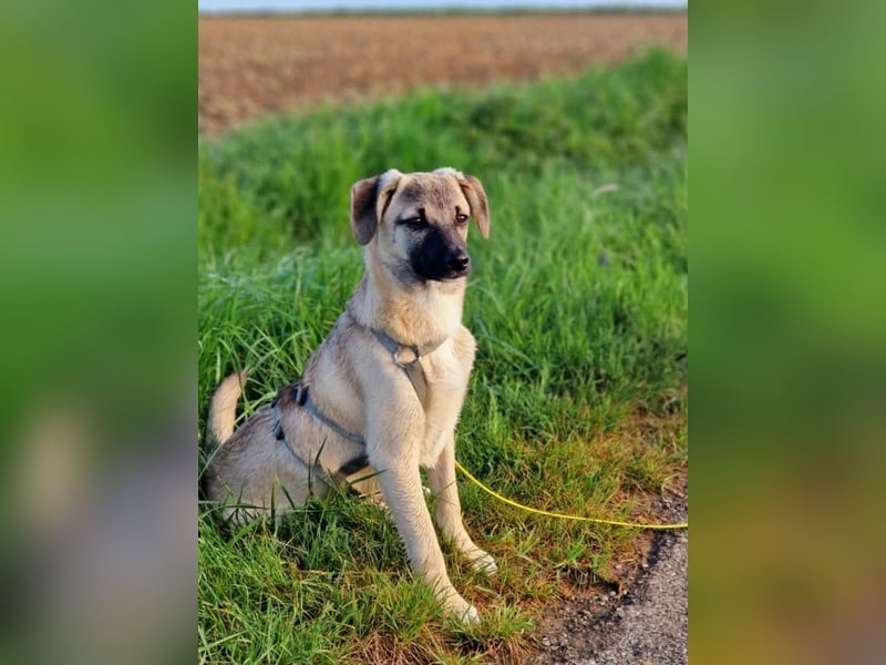 TOMMY - Neugieriger Bub wartet in 74653 Ingelfingen auf Besuch