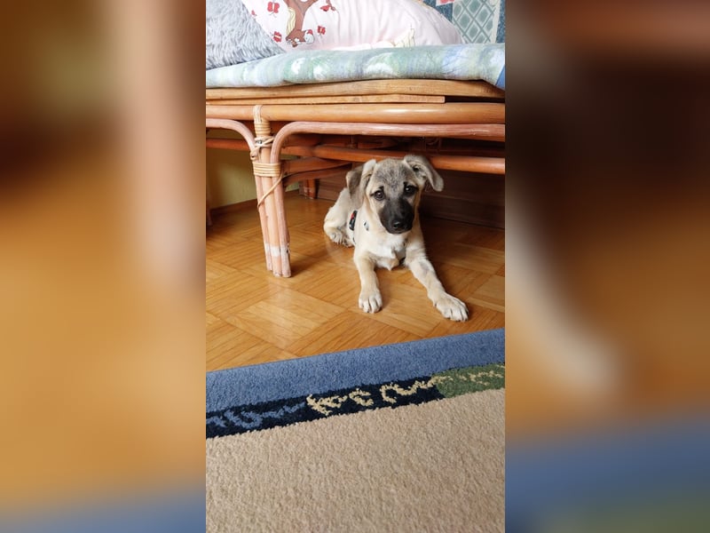 TOMMY - Neugieriger Bub wartet in 74653 Ingelfingen auf Besuch