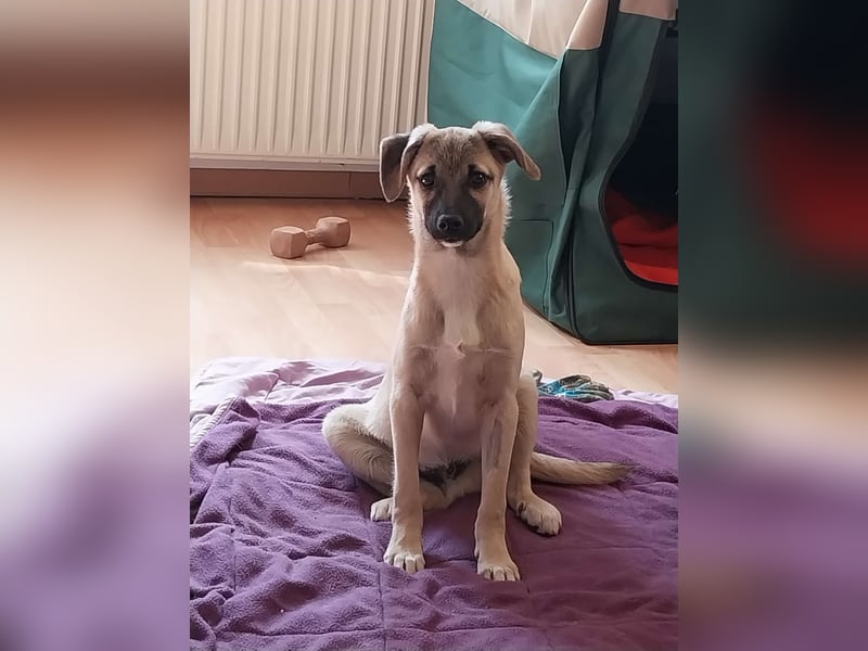 TOMMY - Neugieriger Bub wartet in 74653 Ingelfingen auf Besuch