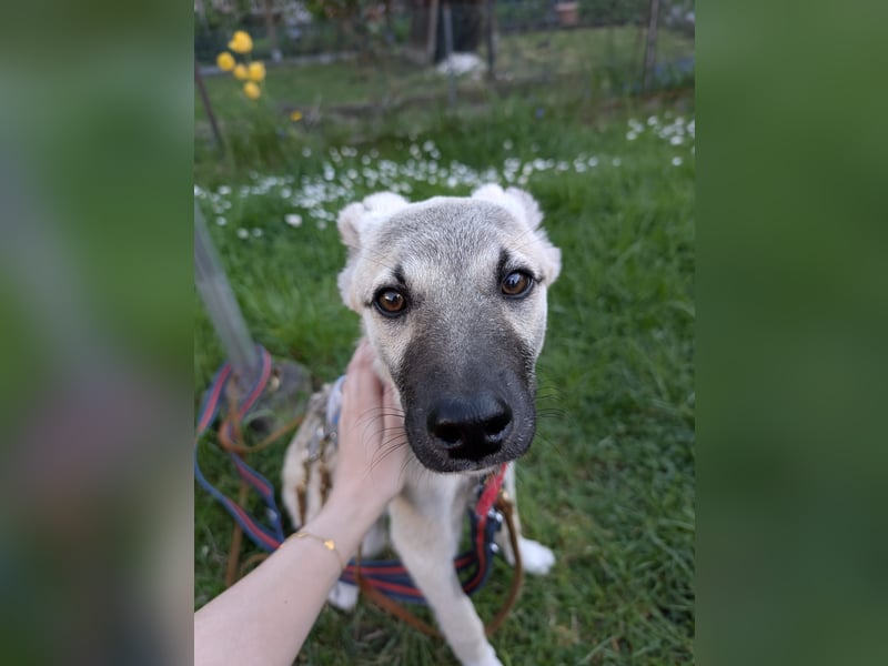 HACHIKO - auf PS in 06242 Braunsbedra sucht gemütliches Körbchen