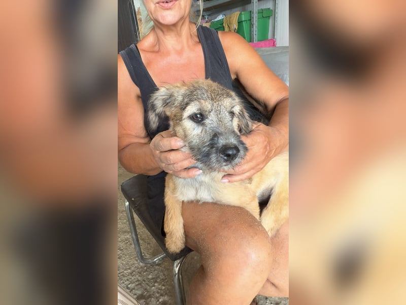 TUCKER - Freundlicher Bub sucht seine Würstchengeber