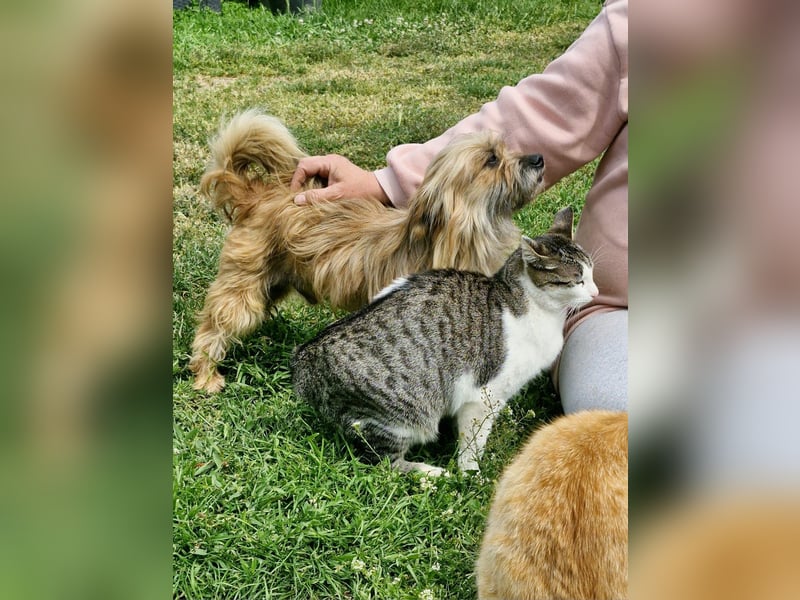 MATEI - freundlicher Wuschelbub sucht Fürimmerzuhause