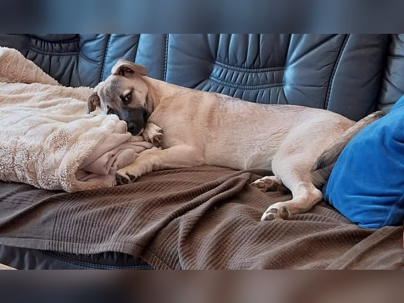 TOMMY - Neugieriger Bub wartet in 74653 Ingelfingen auf Besuch