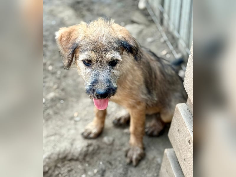 TUCKER - Freundlicher Bub sucht seine Würstchengeber