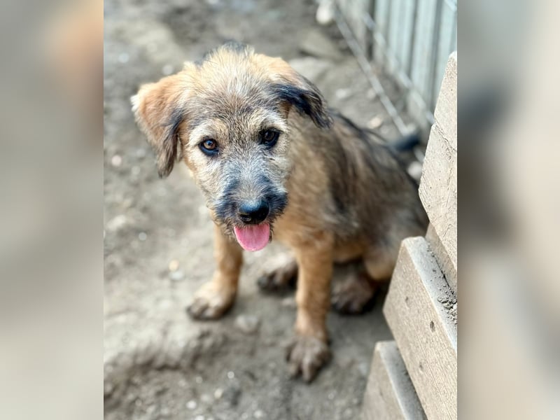 TUCKER - Freundlicher Bub sucht seine Würstchengeber