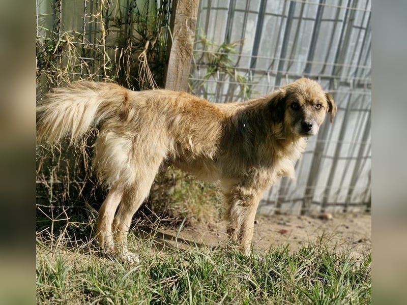 DUKE - 45-50cm, sehr freundlich und aufgeschlossen