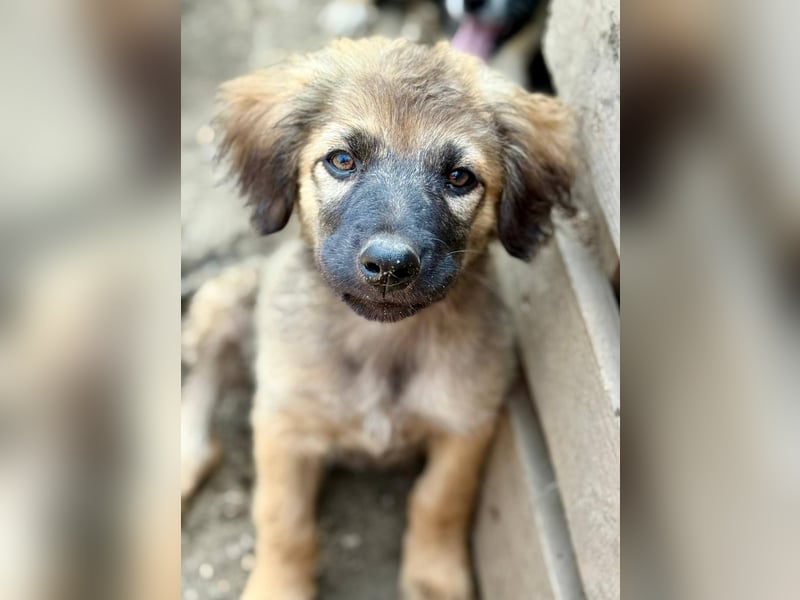 MONTY - kleiner Zuckerbub sucht seine Lieblingsmenschen