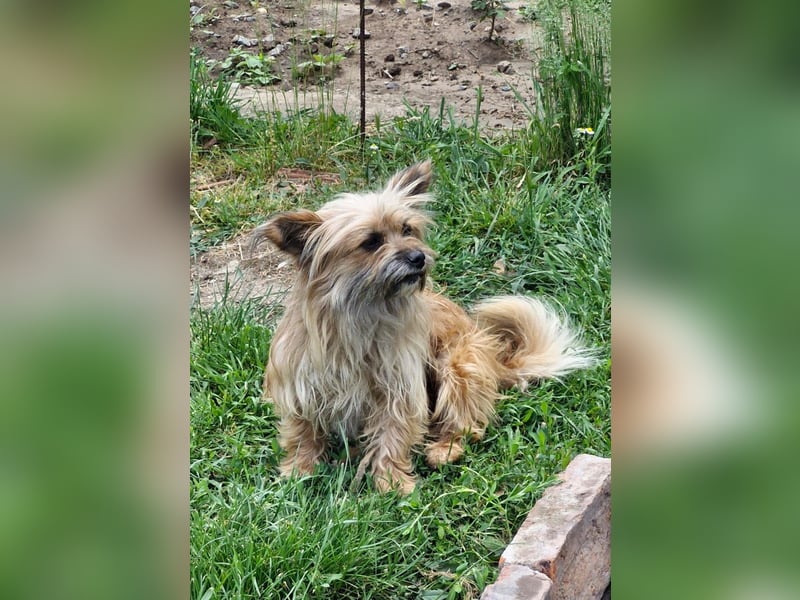MATEI - freundlicher Wuschelbub sucht Fürimmerzuhause