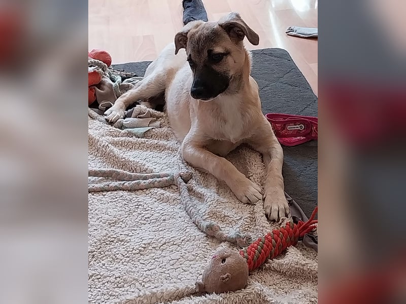TOMMY - Neugieriger Bub wartet in 74653 Ingelfingen auf Besuch