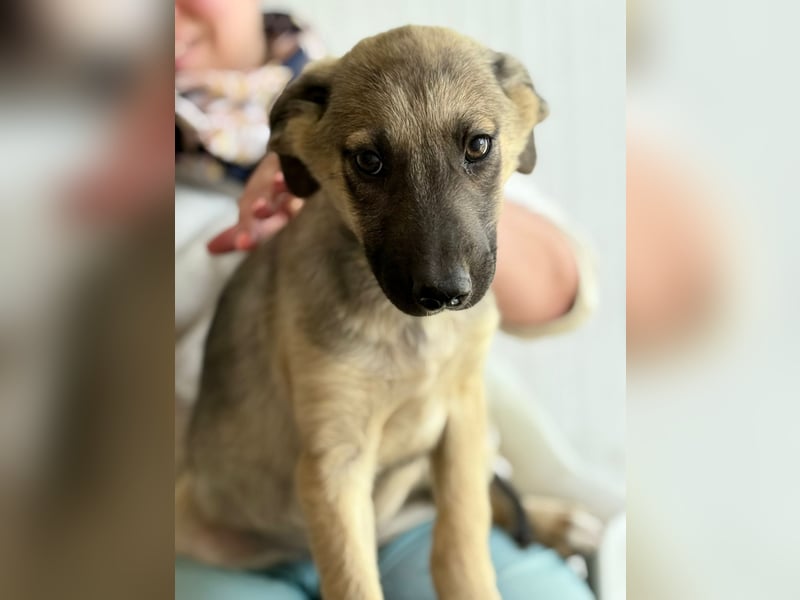 THORIN - neugieriger und freundlicher Bub wartet in 06242 Braunsbedra auf euren Besuch!