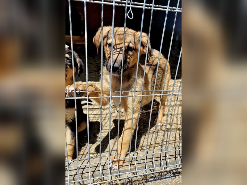 GOOFY - Neugieriger Bub sucht liebevolles Zuhause