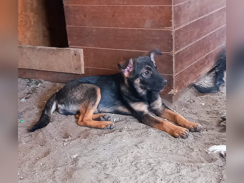 SERRANO - junger Mann, neugierig und freundlich wartet in 06242 Braunsbedra auf euch!