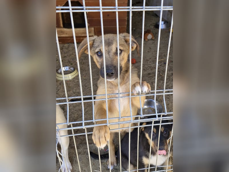 GOOFY - Neugieriger Bub sucht liebevolles Zuhause