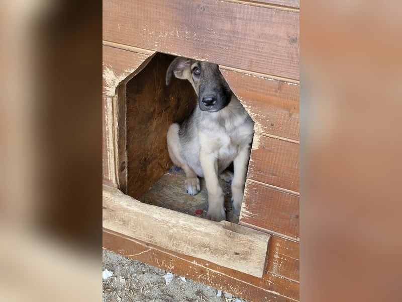 THORIN - neugieriger und freundlicher Bub wartet in 06242 Braunsbedra auf euren Besuch!
