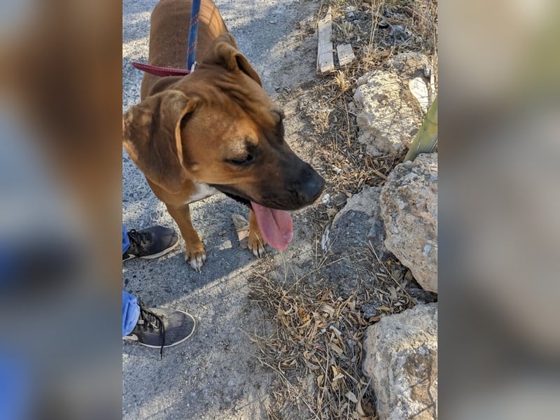 FILOS sucht ein Zuhause