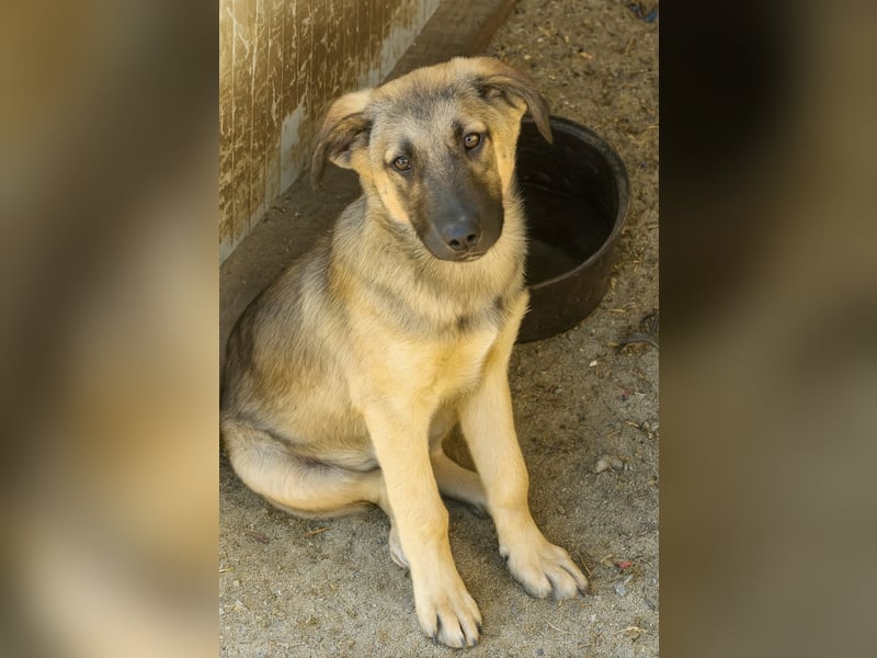 THORIN - neugieriger und freundlicher Bub wartet in 06242 Braunsbedra auf euren Besuch!