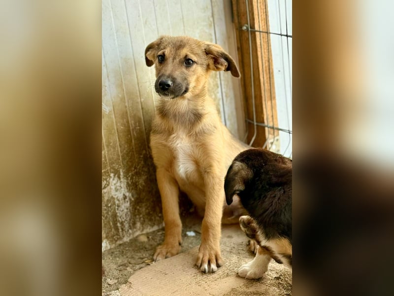 GOOFY - Neugieriger Bub sucht liebevolles Zuhause