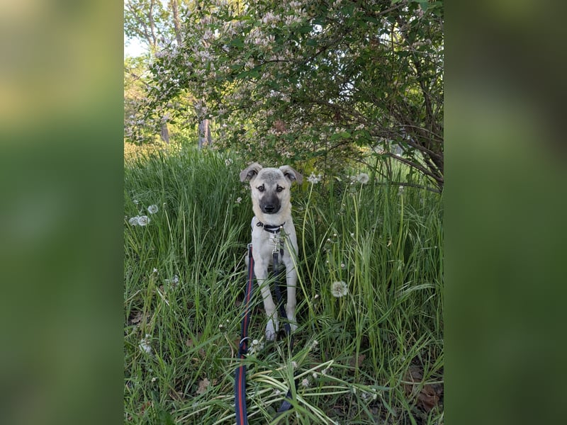 HACHIKO - auf PS in 06242 Braunsbedra sucht gemütliches Körbchen