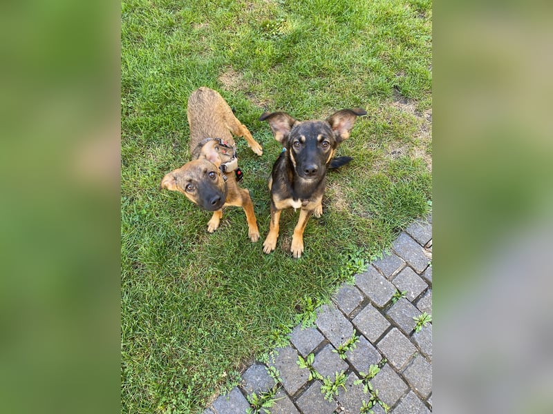 SERRANO - junger Mann, neugierig und freundlich wartet in 06242 Braunsbedra auf euch!
