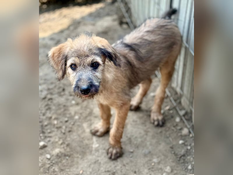 TUCKER - Freundlicher Bub sucht seine Würstchengeber