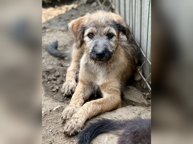 TUCKER - Freundlicher Bub sucht seine Würstchengeber