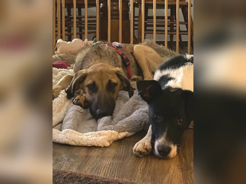 THORIN - neugieriger und freundlicher Bub wartet in 06242 Braunsbedra auf euren Besuch!