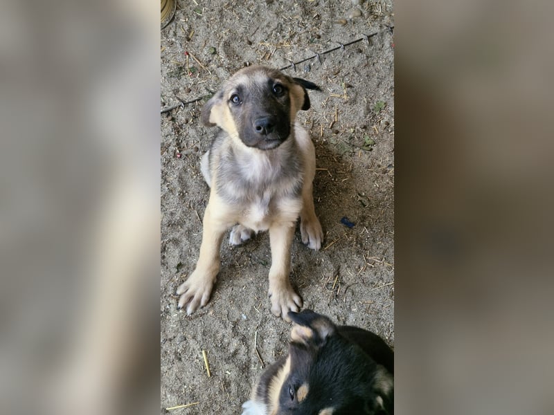 THORIN - neugieriger und freundlicher Bub wartet in 06242 Braunsbedra auf euren Besuch!