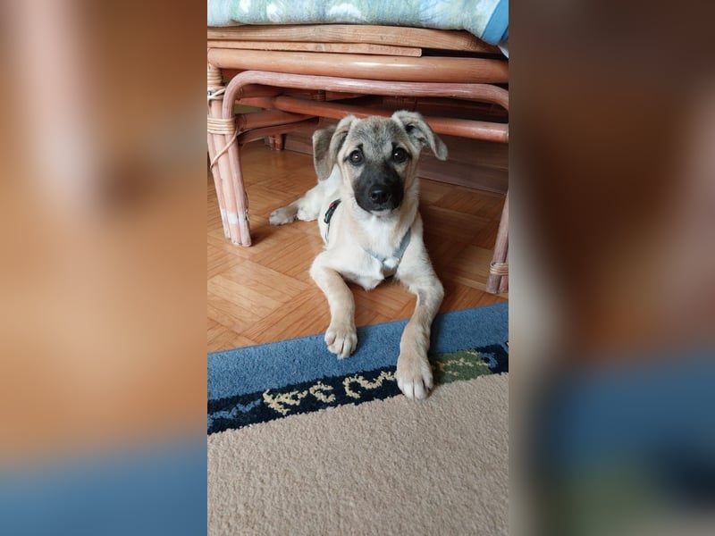 TOMMY - Neugieriger Bub wartet in 74653 Ingelfingen auf Besuch