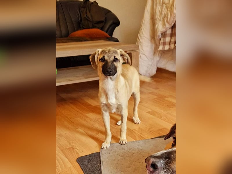 TOMMY - Neugieriger Bub wartet in 74653 Ingelfingen auf Besuch