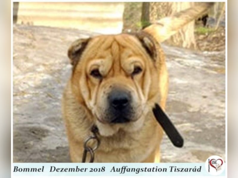 Bommel
