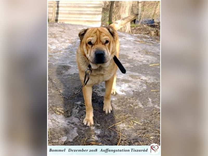Bommel