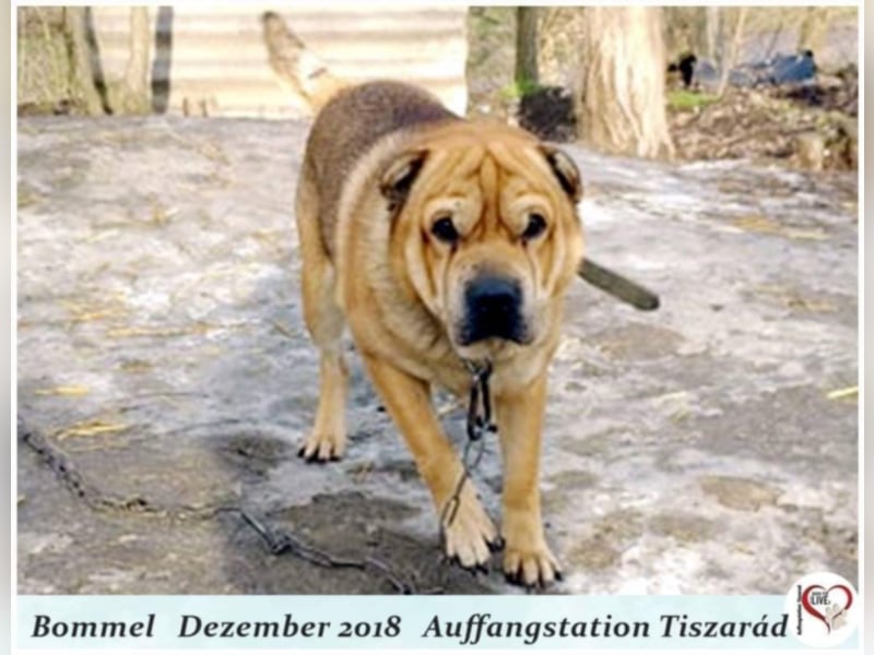 Bommel