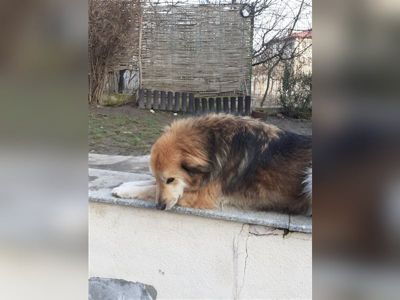 Der tolle Ali sucht ein verantwortungsvolles Zuhause