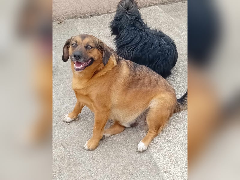 SHELDON - ein absoluter Traumhund