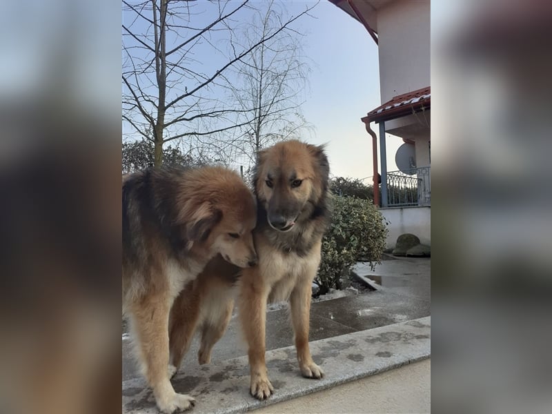 Der tolle Ali sucht ein verantwortungsvolles Zuhause