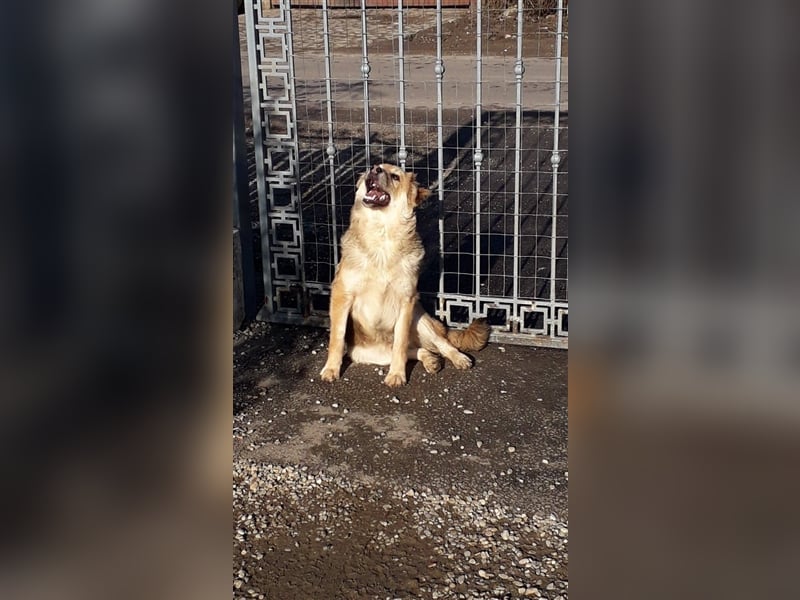 Der tolle Ali sucht ein verantwortungsvolles Zuhause