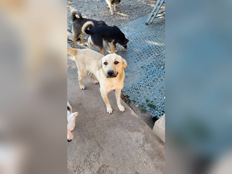 MISHA - sucht seinen sicheren Hafen