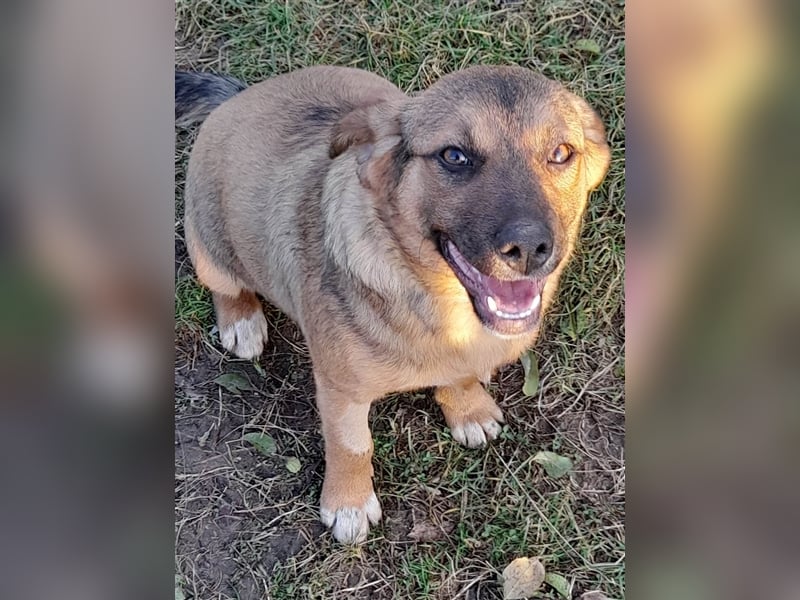 SHELDON - ein absoluter Traumhund